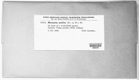 Gymnopus putillus image